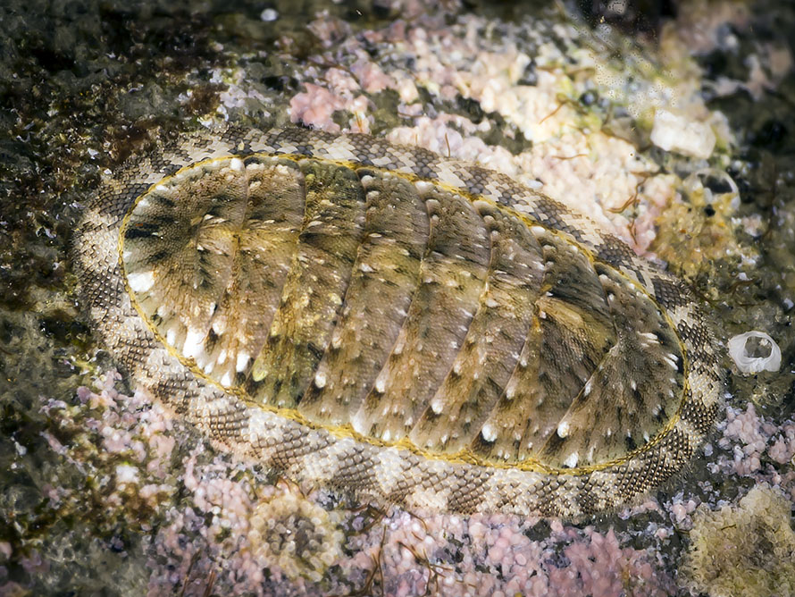 Chiton 04